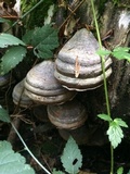 Fomitopsis officinalis image