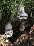 Fomitopsis officinalis image