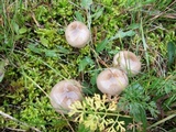 Hygrophorus pustulatus image