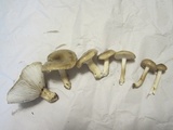 Hygrophorus pustulatus image