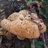 Inonotus dryadeus image