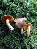 Cortinarius malicorius image