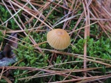 Galerina pumila image