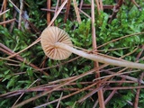Galerina pumila image