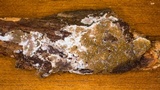 Serpula himantioides image