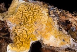 Serpula himantioides image