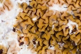 Serpula himantioides image