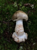 Amanita aestivalis image