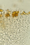 Serpula himantioides image