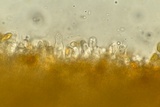 Serpula himantioides image