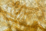 Serpula himantioides image