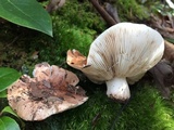 Hygrophorus russula image