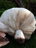 Hygrophorus russula image