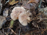 Clitocybe martiorum image