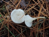 Leucocybe candicans image
