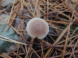 Mycena rosea image