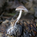 Baeospora myosura image