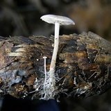 Baeospora myosura image