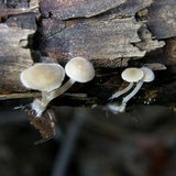 Baeospora myosura image