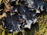 Leptogium corticola image