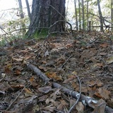 Baeospora myosura image
