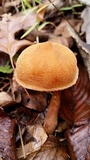 Cortinarius distans image