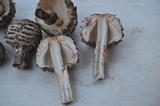 Chlorophyllum rachodes image