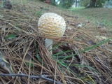 Amanita persicina image
