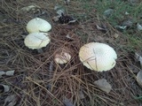 Amanita persicina image