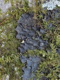 Leptogium corticola image