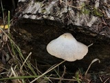 Crepidotus mollis image