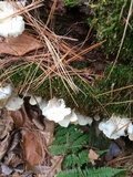Pleurocybella porrigens image