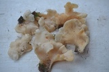 Pleurocybella porrigens image