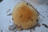 Hygrophorus flavodiscus image