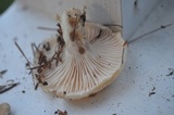 Hygrophorus flavodiscus image