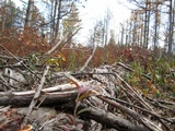 Gloeophyllum sepiarium image