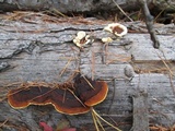 Gloeophyllum sepiarium image