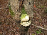 Tyromyces chioneus image