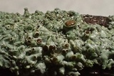 Physcia aipolia image