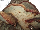 Ganoderma sessile image