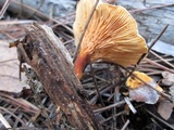 Pseudoarmillariella ectypoides image