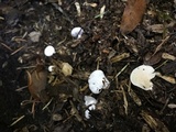 Clitopilus fasciculatus image