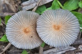 Parasola plicatilis image
