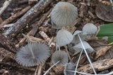 Parasola plicatilis image