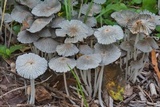 Parasola plicatilis image