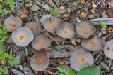 Parasola plicatilis image