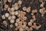 Cyathus stercoreus image