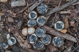 Cyathus stercoreus image