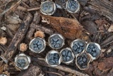 Cyathus stercoreus image