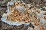 Sarcodontia pachyodon image